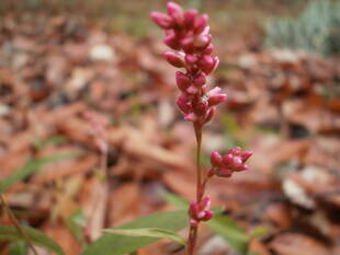❑山手公園　暖かな陽気にとまどう？植物たち❑