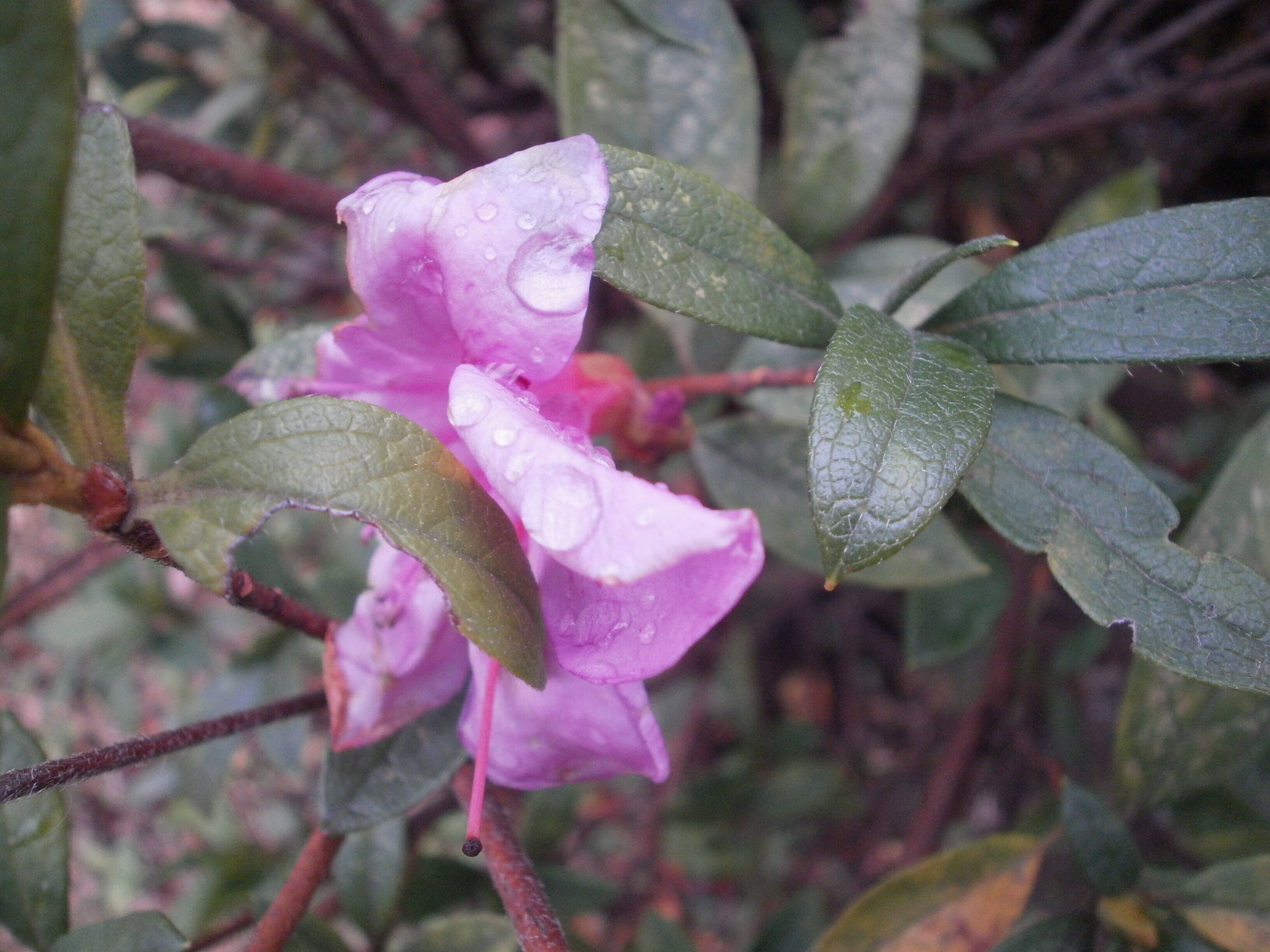 ？季節外れのツツジの花？の写真