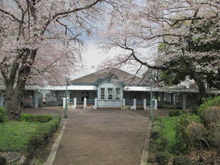 桜開花情報予告