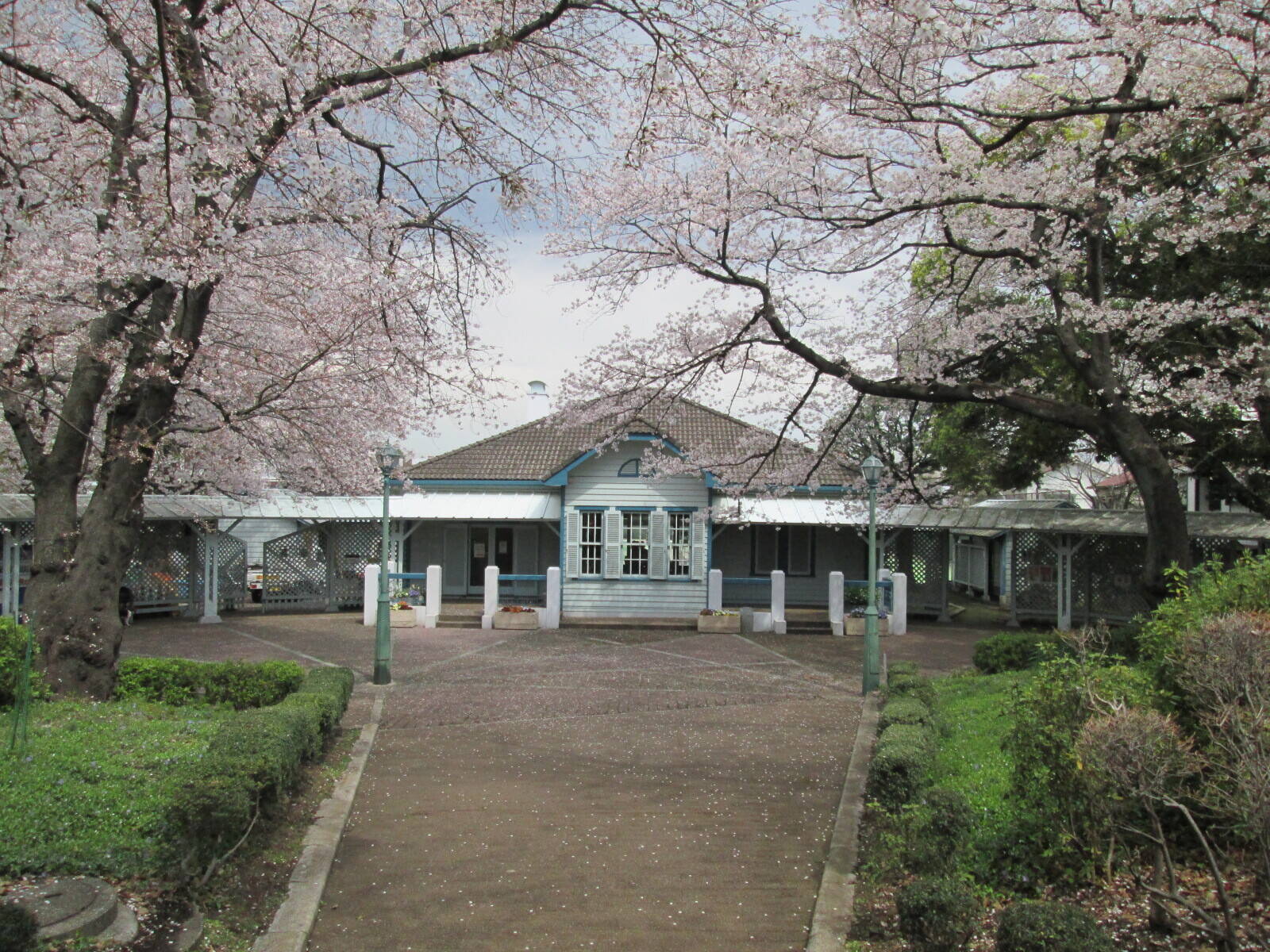 桜開花情報予告の写真