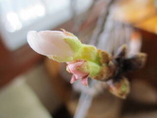 ❀桜の開花が待ちきれない❀