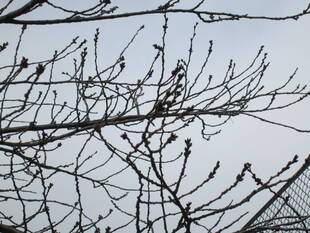 桜開花情報【3月7日号】