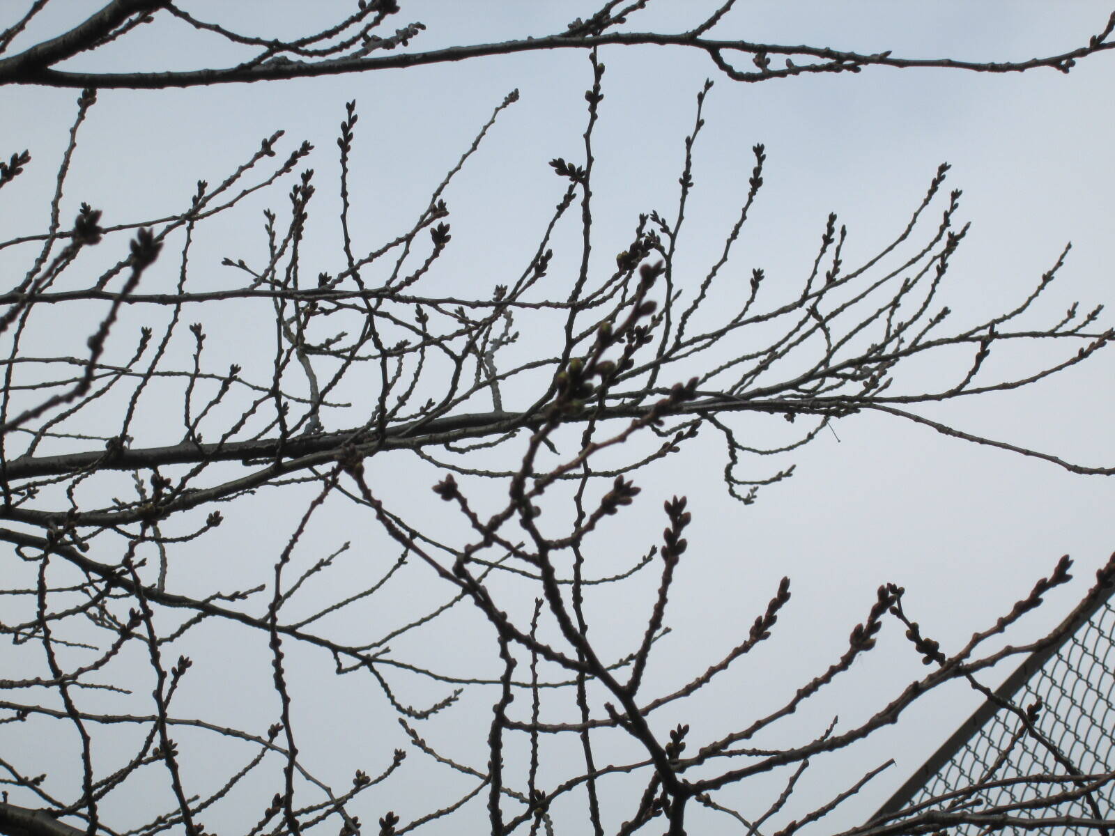 桜開花情報【3月7日号】の写真