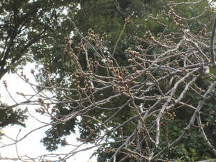 桜開花情報【3月9日号】