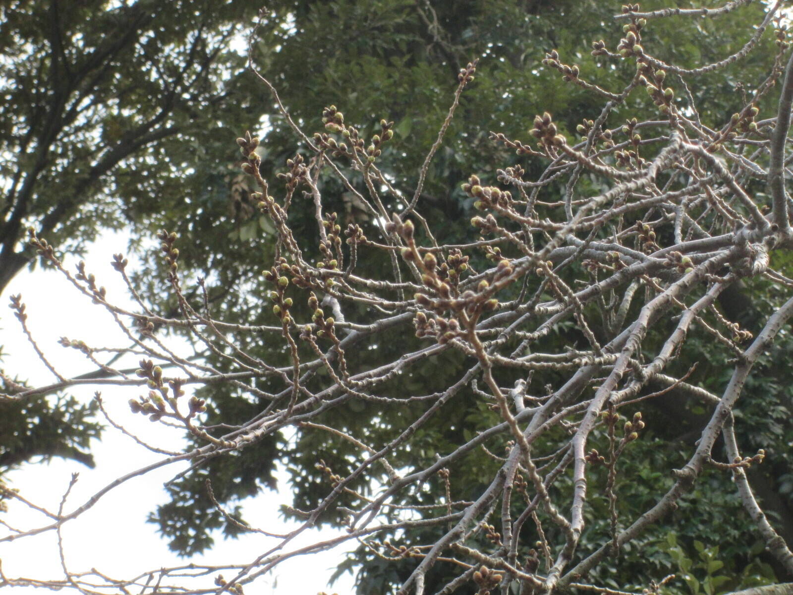 桜開花情報【3月9日号】の写真