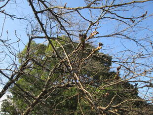 桜開花情報【3月12日号】