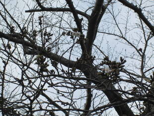 桜開花情報【3月13日号】