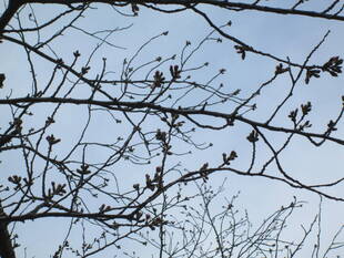 桜開花情報【3月16日号】