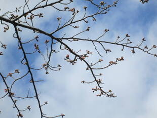 桜開花情報【3月17日号】