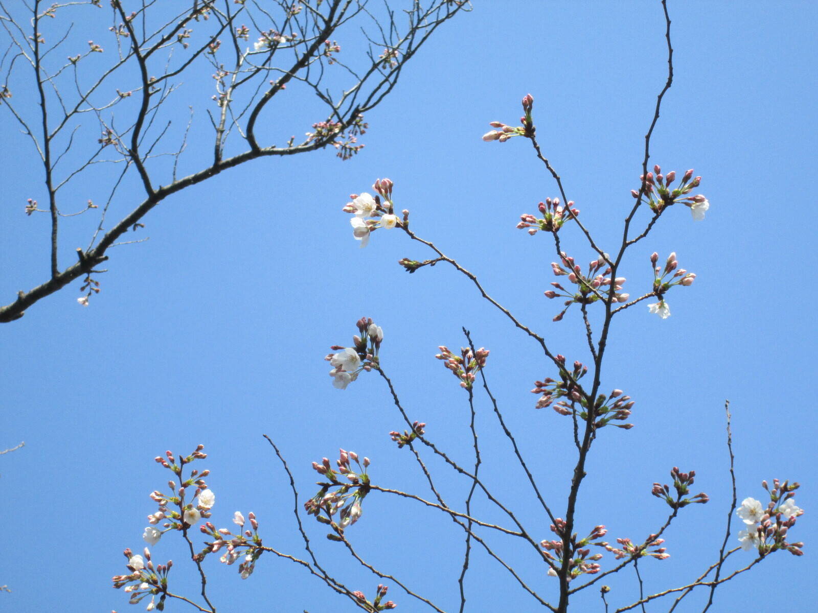 桜開花情報【3月19日号】の写真