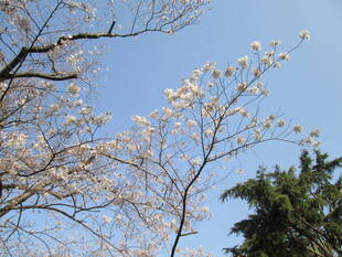 桜開花情報【3月21日号】