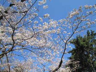 桜開花情報【3月24日号】