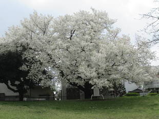 桜開花情報【3月28日号】