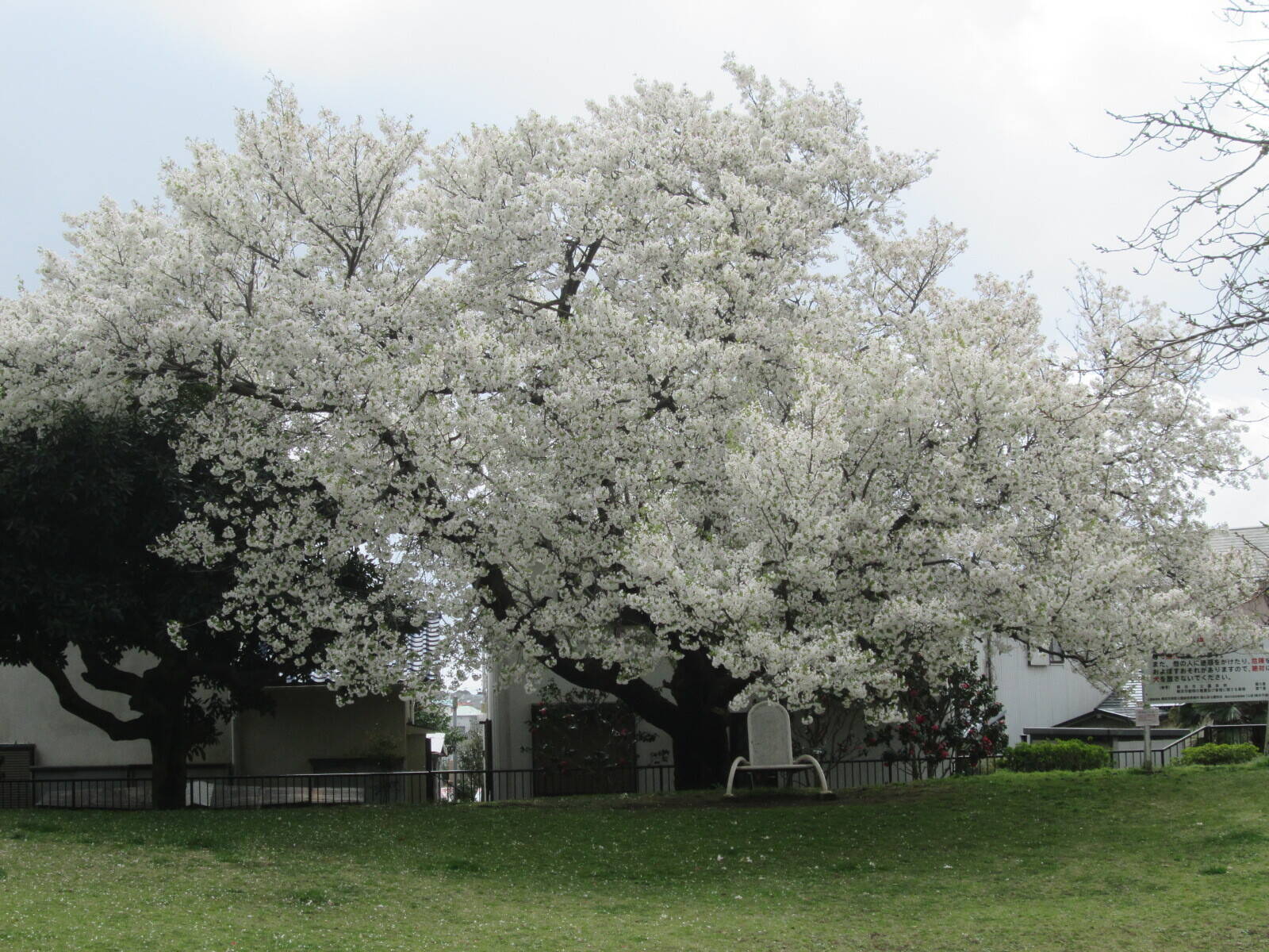 桜開花情報【3月28日号】の写真