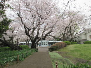 桜開花情報【3月31日号】