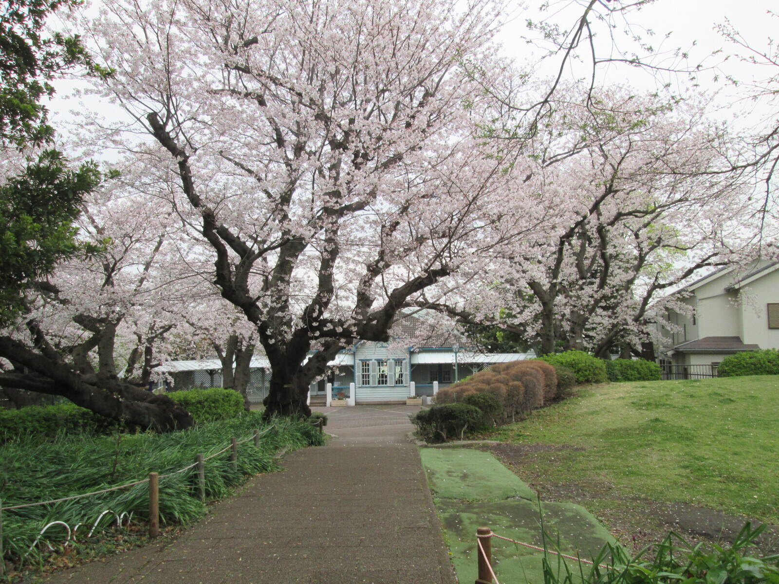 桜開花情報【3月31日号】の写真
