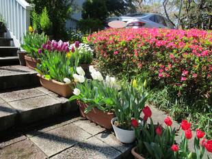 テニス発祥記念館の花々