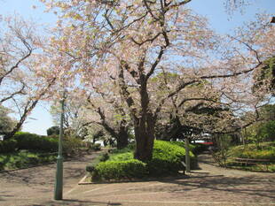桜開花情報【4月6日号】