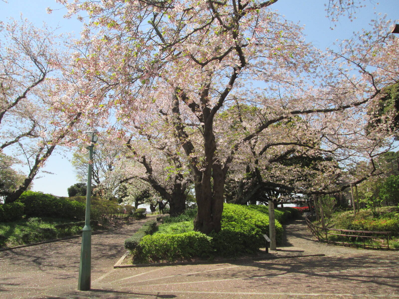 桜開花情報【4月6日号】の写真