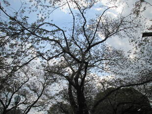 桜開花情報【4月9日号】