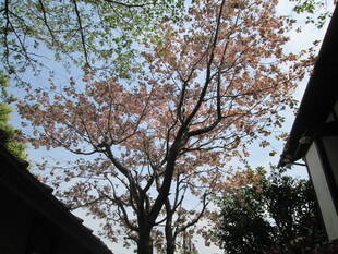 桜開花情報【4月17日号】