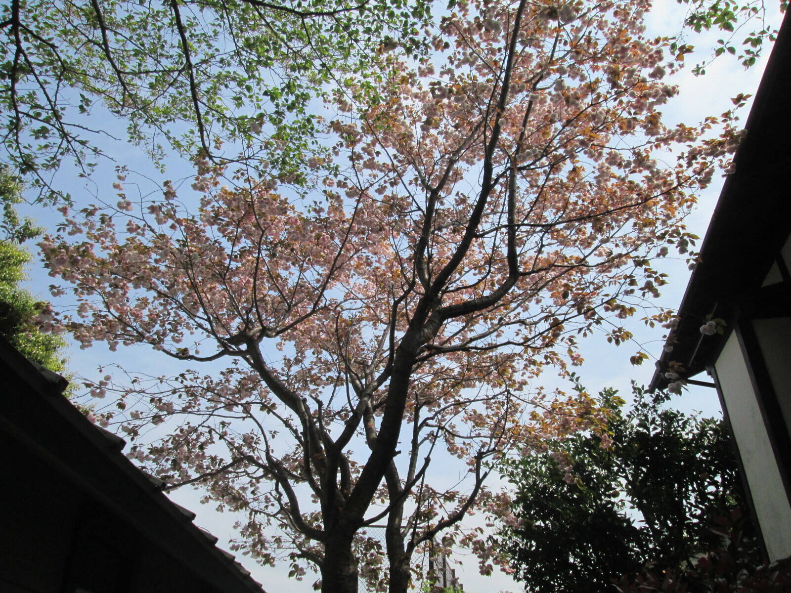 桜開花情報【4月17日号】の写真