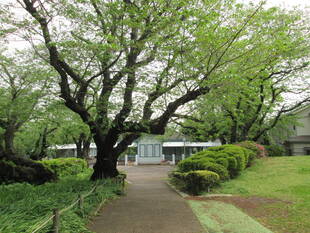 桜開花情報【4月21日号】