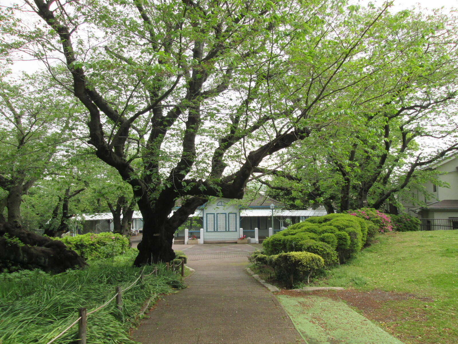 桜開花情報【4月21日号】の写真