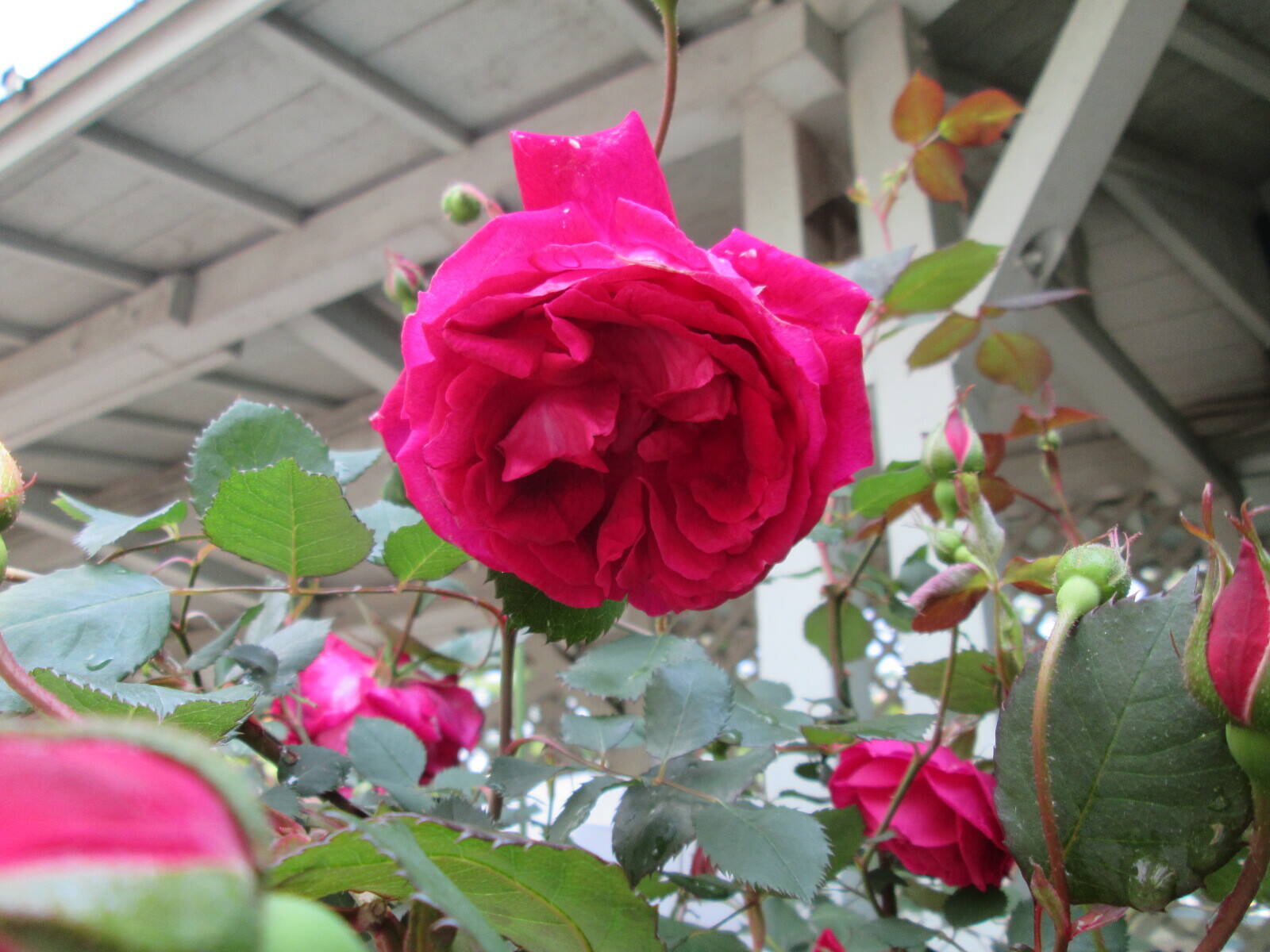 宮沢賢治のバラの写真