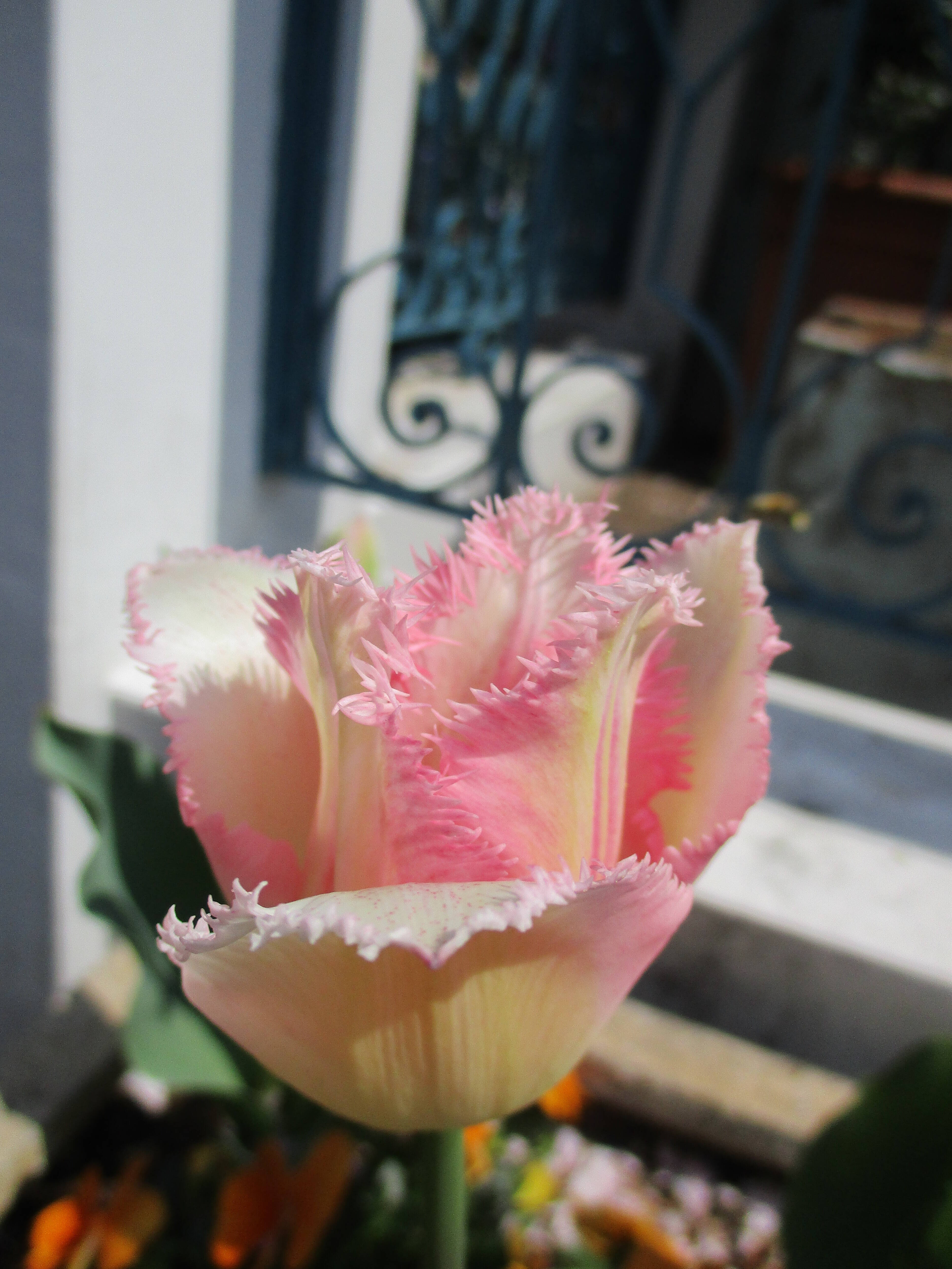  旧山手68番館のチューリップ の写真