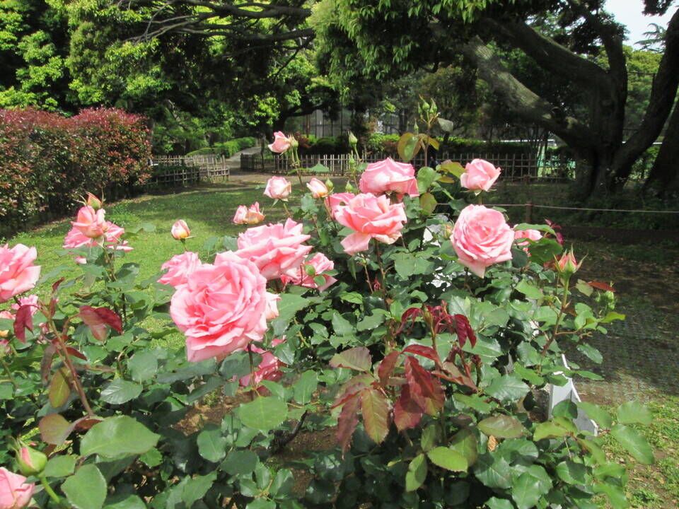 はまみらいの写真