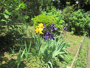 ジャーマンアイリス