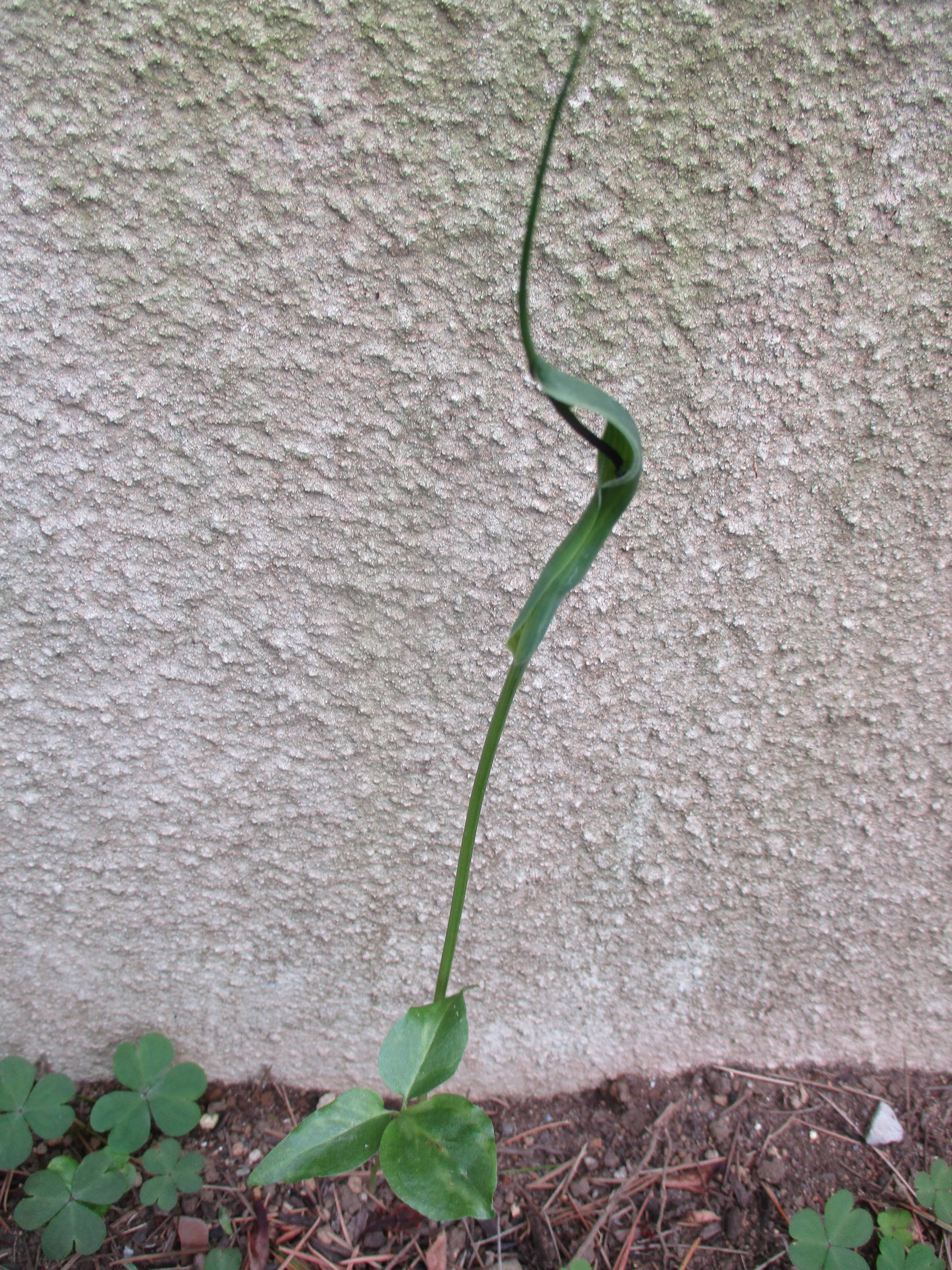 ❐ カラスビシャク ❒❒の写真