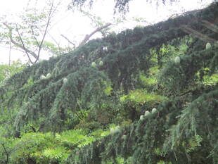 ヒマラヤスギの松ぼっくり