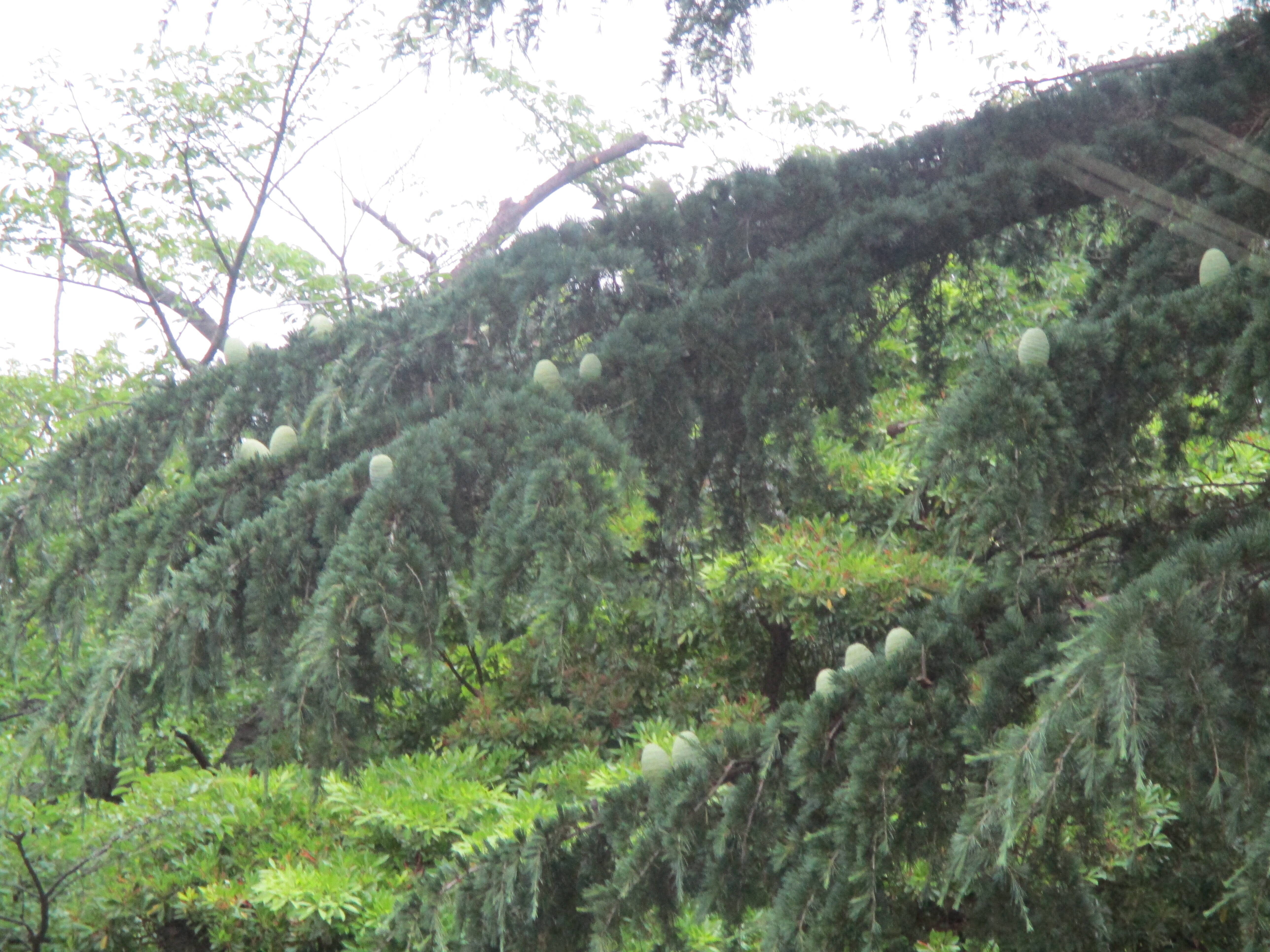 ヒマラヤスギの松ぼっくりの写真