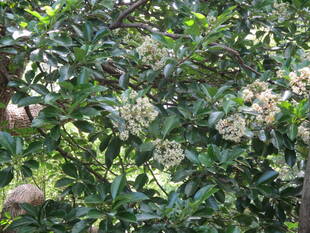 ❇❇初夏の公園に甘い香りが・・・❇