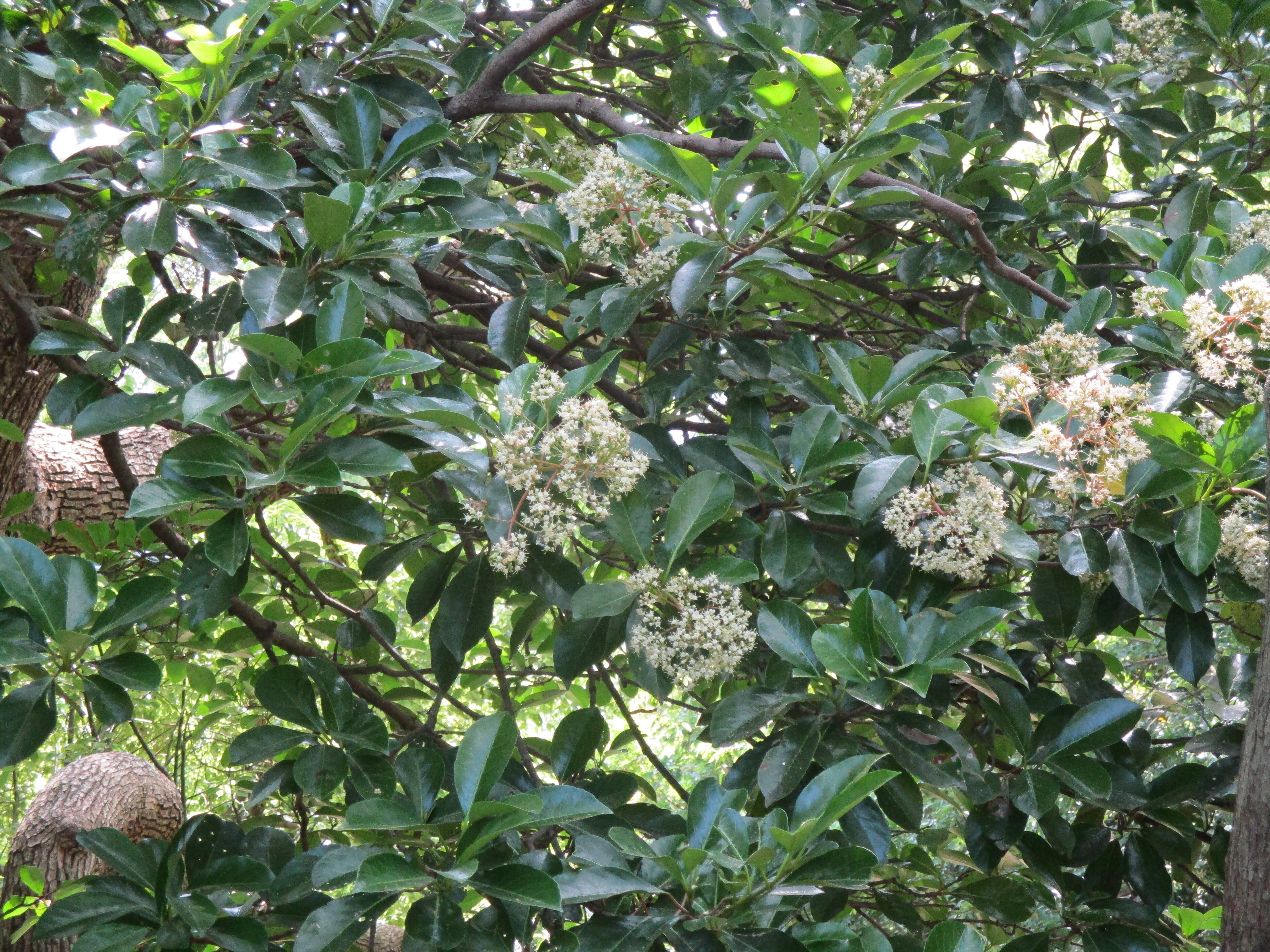 ❇❇初夏の公園に甘い香りが・・・❇の写真