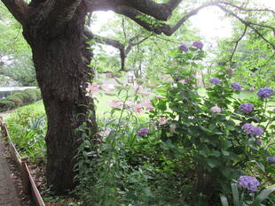 山手公園のゆり