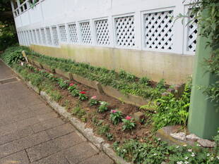 ✲✲テニス発祥記念館 　　夏花壇✲✲  