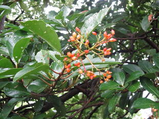 ♒ 珊瑚樹の赤い実 ♒