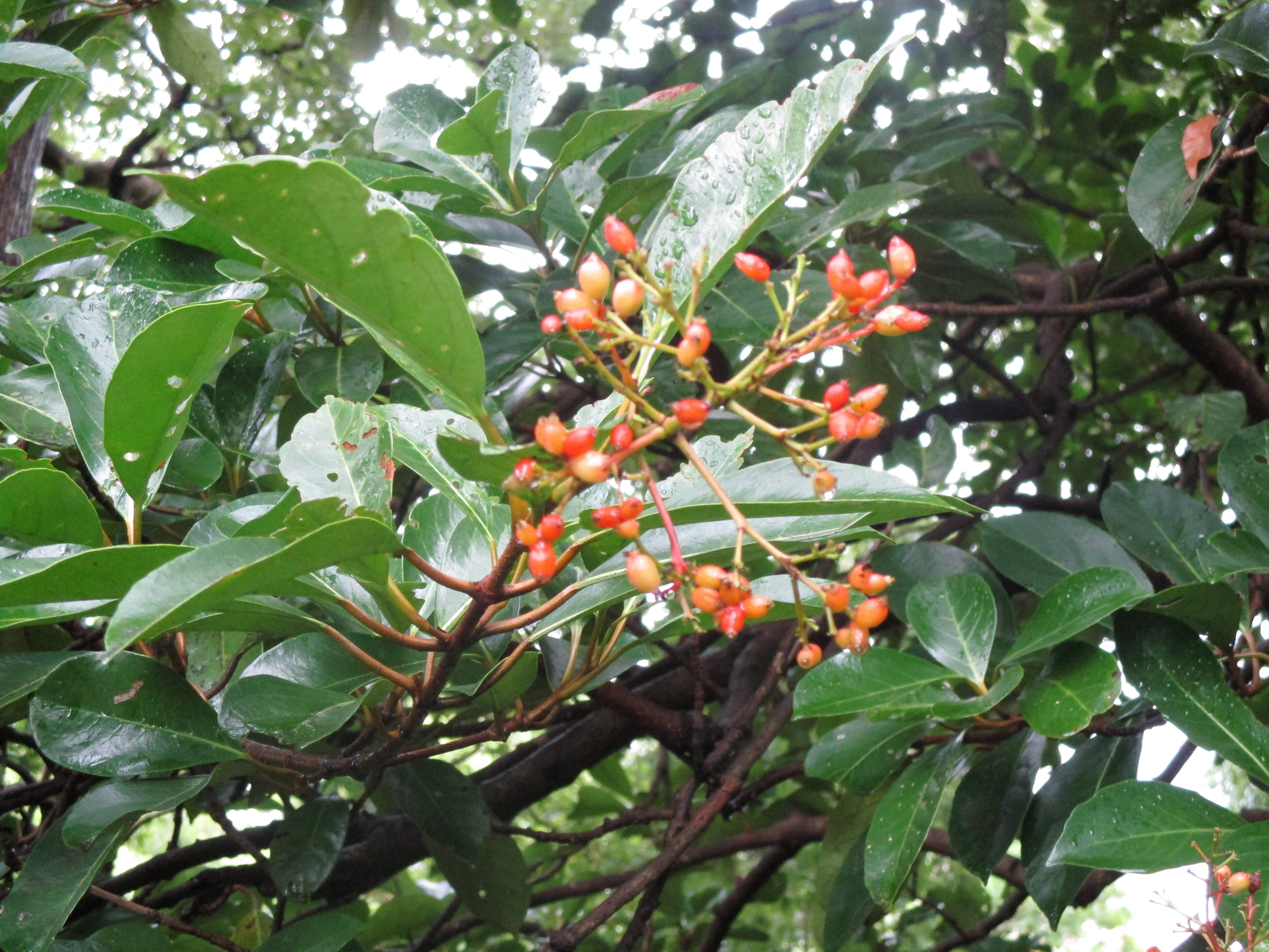 ♒ 珊瑚樹の赤い実 ♒の写真