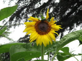 ❑梅雨明けはいつ？❒