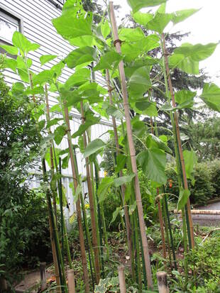  ひまわりの養生