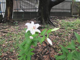 山手公園のゆり