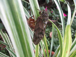 ✠✠　山手公園のせみ　✠