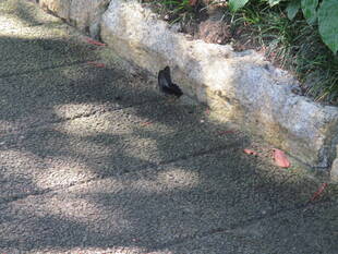 ✴ ー蝶々たちの夏ー  ✴　