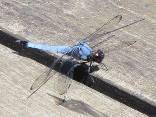 ✴テニス発祥記念館・暑い夏✴