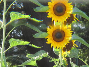 窓から見たひまわり