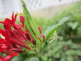 ❖山手公園ショウリョウバッタ❖