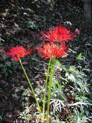 ✲秋を探す✲✲